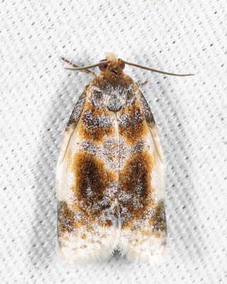 3686 - Black-patched Clepsis - Clepsis melaleucana