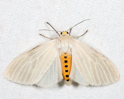 8231 - Oregon Cycnia - Cycnia oregonensis