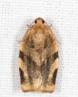 3632 - Broken-banded Leafroller - Choristoneura fractivittana