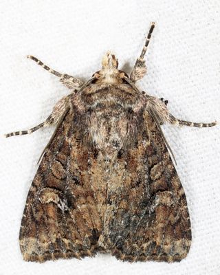9362.2 – Small Clouded Brindle – Apamea unanimis