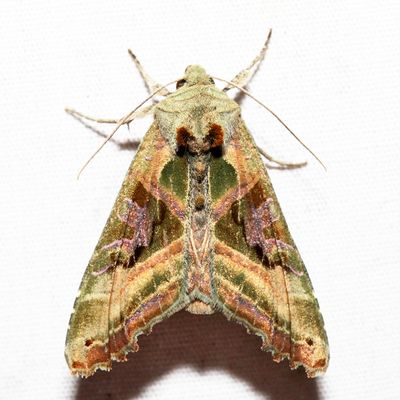 9546 - Olive Angle Shades - Phlogophora iris
