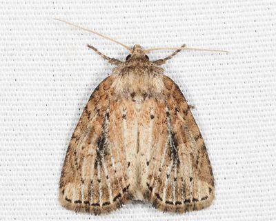 9436 – Northern Cordgrass Borer – Photedes panatela