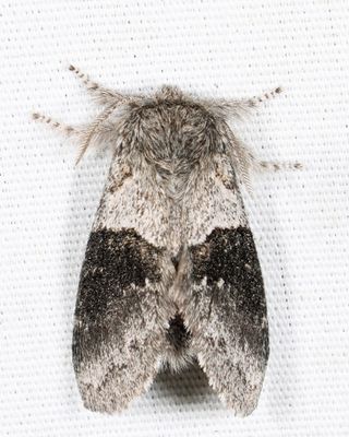 7931 – Common Gluphisia – Gluphisia septentrionis
