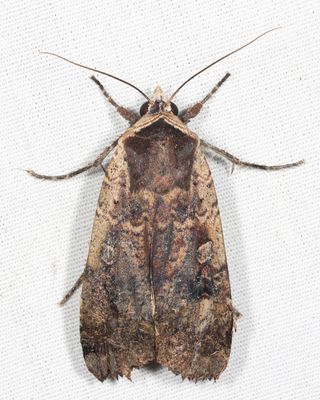11003.1 – Large Yellow Underwing – Noctua pronuba