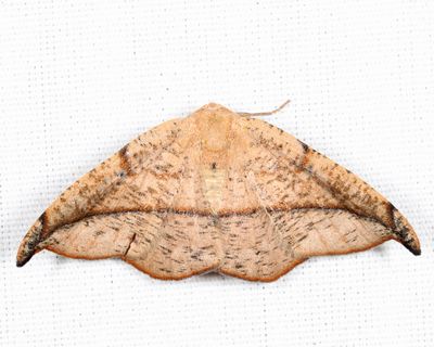 6974 – Juniper Geometer – Patalene olyzonaria