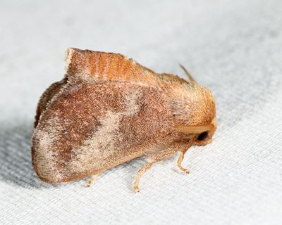 4681 - Crowned Slug - Isa textula
