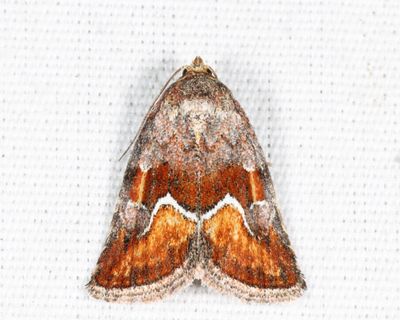9046 - Bog Deltote - Deltote bellicula