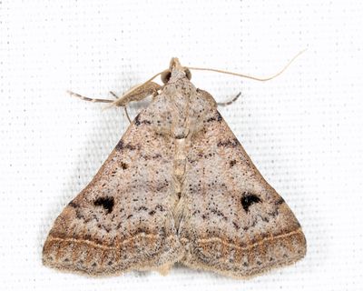 8370 – Bent-winged Owlet – Bleptina caradrinalis