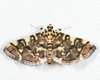 5177 – Checkered Apogeshna – Apogeshna stenialis