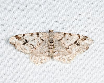 6348 – Hemlock Angle – Macaria fissinotata