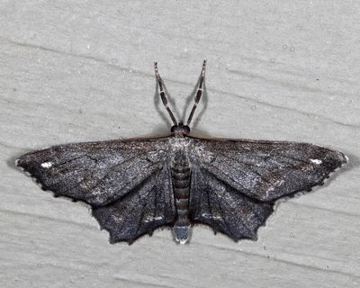 6654 - One-spotted Variant - Hypagyrtis unipunctata