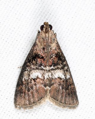 5606 – Maple Webworm Moth – Pococera asperatella