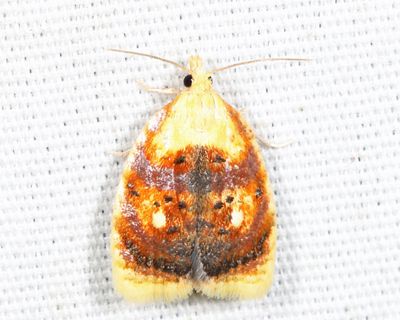 3504 - Blueberry Leaftier - Acleris curvalana