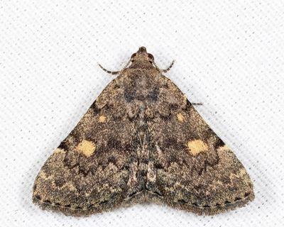 8323 - Common Idia - Idia aemula