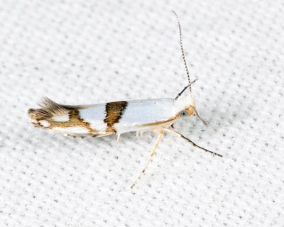 2467 - Cherry Shoot Borer - Argyresthia oreasella