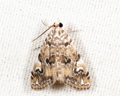 4751 - Waterlily Borer - Elophila gyralis