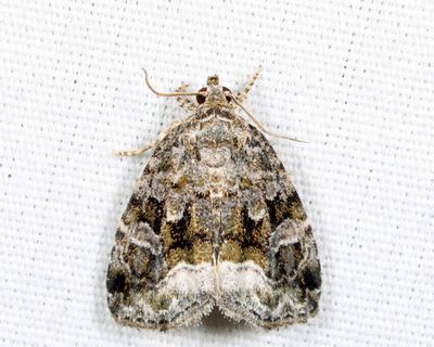 9047 - Large Mossy Glyph - Protodeltote muscosula