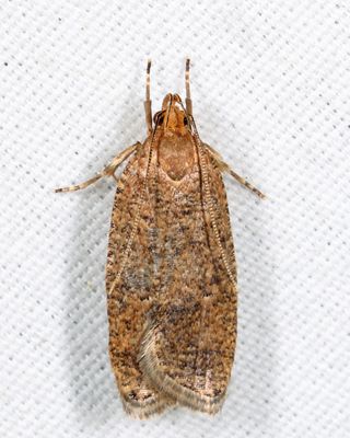 0957 – Dotted Leaftier – Psilocorsis reflexella