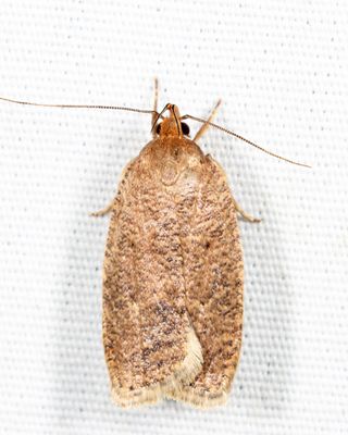 0957 – Dotted Leaftier – Psilocorsis reflexella