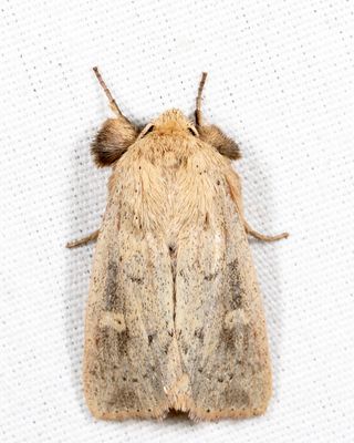 10462 – False Wainscot – Leucania pseudargyria