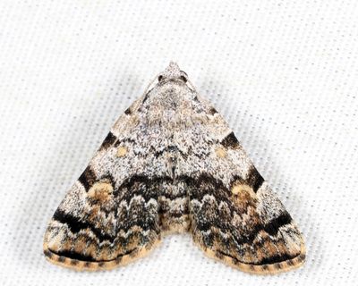 8322 - American Idia - Idia americalis