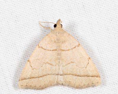 8351 – Early Zanclognatha – Zanclognatha cruralis