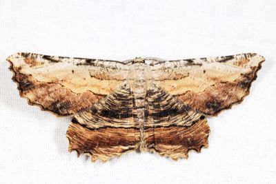 6720 - Common Lytrosis - Lytrosis unitaria