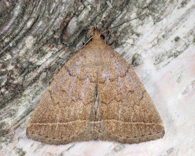 8353 – Wavy-lined Zanclognatha – Zanclognatha jacchusalis