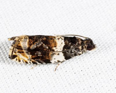 2823 – Olethreutes fasciatana