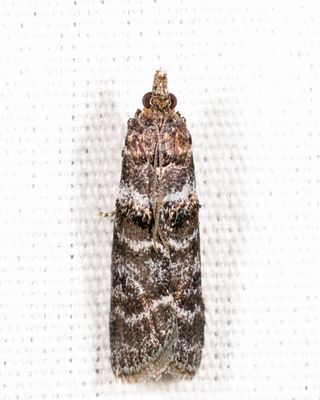 5783 - Striped Birch Pyralid - Ortholepis pasadamia