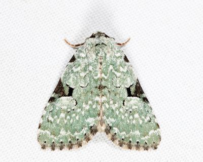 9065 - Green Leuconycta - Leuconycta diphtheroides