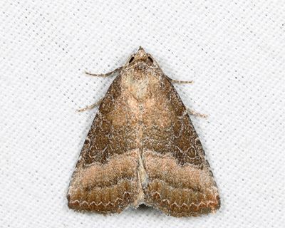 9720 – Common Pinkband – Ogdoconta cinereola
