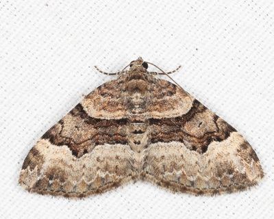 7390 – Toothed Brown Carpet – Xanthorhoe lacustrata