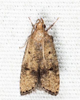 0955 – Oak Leaftier – Psilocorsis quercicella