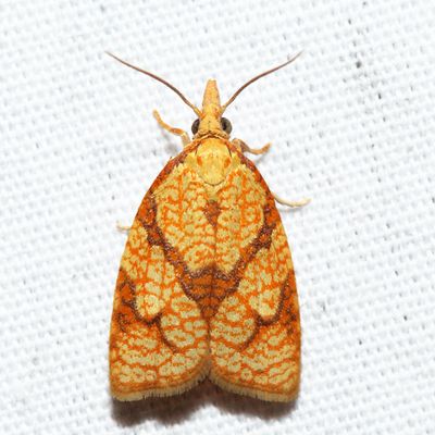3720  Reticulated Fruitworm Moth  Cenopis reticulatana
