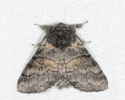 7931 – Common Gluphisia – Gluphisia septentrionis