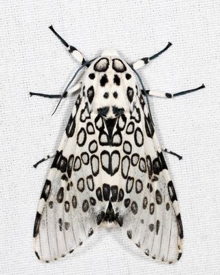 8146 - Giant Leopard Moth - Hypercompe scribonia