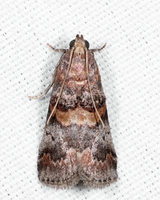 5673  Hickory Leafstem Borer  Acrobasis angusella