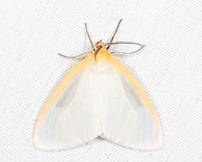 8230 - Delicate Cycnia - Cycnia tenera