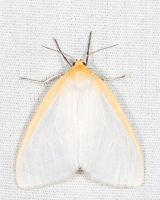 8230 - Delicate Cycnia - Cycnia tenera