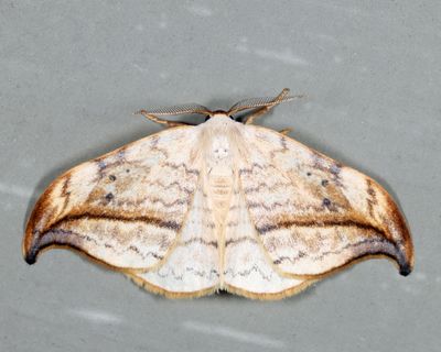6251 - Arched Hooktip - Drepana arcuata