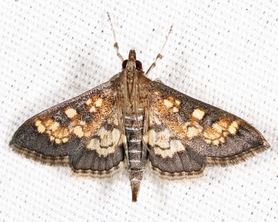 5143 - Darker Diacme - Diacme adipaloides