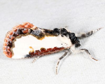 9299 – Pearly Wood-nymph – Eudryas unio
