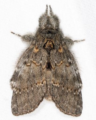 7920 - Angulose Prominent - Peridea angulosa