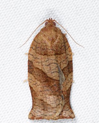 3635  Oblique-banded Leafroller Moth  Choristoneura rosaceana