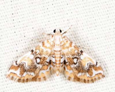 4749  Elophila faulalis