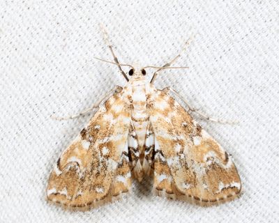 4749 – Elophila faulalis