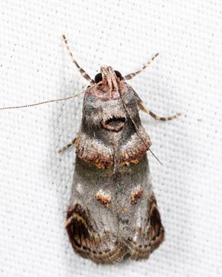 5588 - Orange-tufted Oneida - Oneida lunulalis