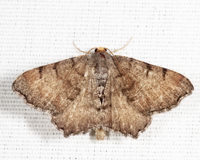 6339 – Blurry Chocolate Angle – Macaria transitaria
