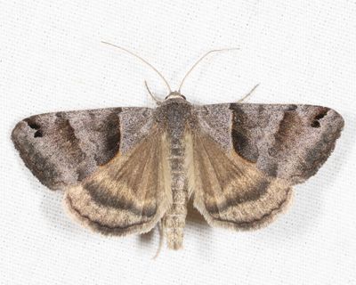 8739 – Forage Looper – Caenurgina erechtea